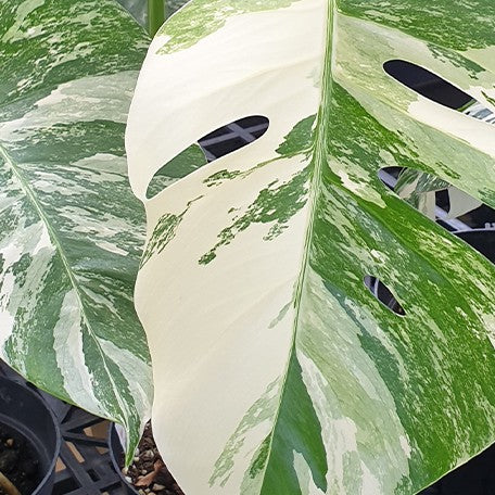 173097575683-Monstera%20deliciosa%20var%20borsigiana%20'Albo'%20%E8%8A%B11.jpg