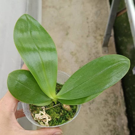 173102710329-Phal.%20Lyndon%20Mix%20Zebra%20'868'%20%E6%A4%8D%E6%A0%AA2.5''1.jpg