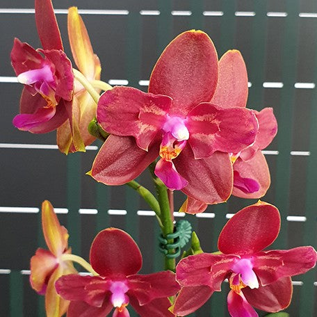 173132013662-Phal.%20Zheng%20Min%20Parakeet%20'3108'%20(peloric%20-%202%20eyes)%20%E8%8A%B13.jpg