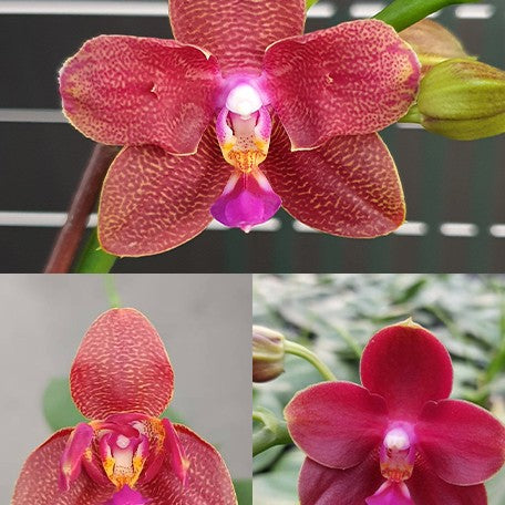 173132013665-Phal.%20Zheng%20Min%20Parakeet%20'3108'%20(peloric%20-%202%20eyes)%20%E8%8A%B12.jpg