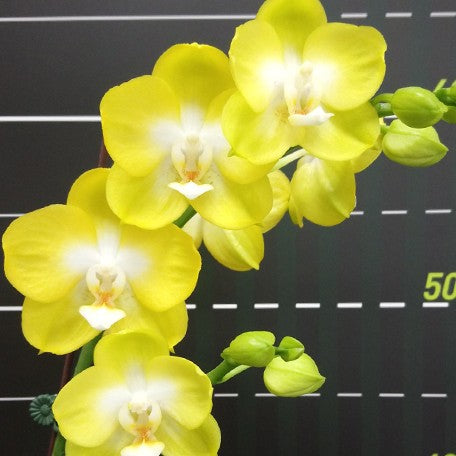173147420419-Phal.%20Miki%20Sun%20Shine%20'522'%20%E8%8A%B13.jpg