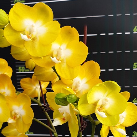173147420431-Phal.%20Miki%20Sun%20Shine%20'522'%20%E8%8A%B12.jpg