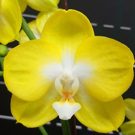 173147420453-Phal.%20Miki%20Sun%20Shine%20'522'%20%E8%8A%B11.jpg