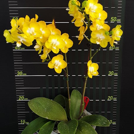 173147420492-Phal.%20Miki%20Sun%20Shine%20'522'%20%E8%8A%B14.jpg