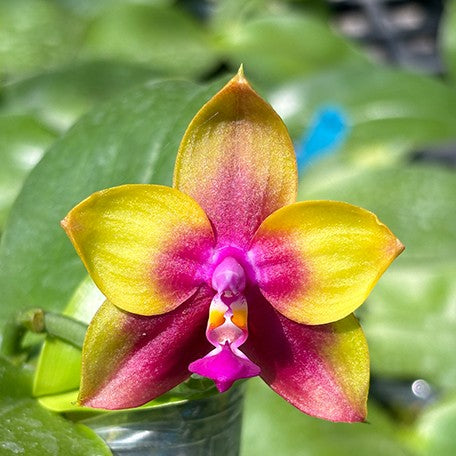 173157799013-Phal.%20Miki%20Mok%20Choi%20Bear%20Queen%20'774'%20%E8%8A%B15.jpg