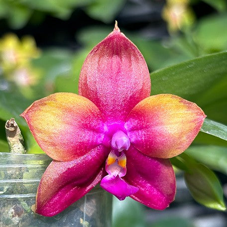 173157799033-Phal.%20Miki%20Mok%20Choi%20Bear%20Queen%20'774'%20%E8%8A%B14.jpg
