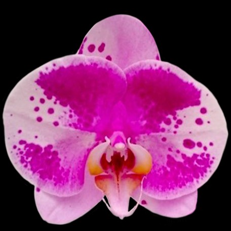 173163074052-Phal.%20Ben%20Yu%20Panda%20%E8%8A%B11.jpg
