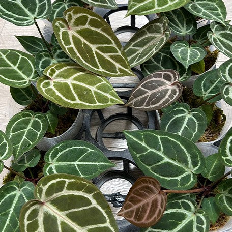 173163200651-Anthurium%20Red%20Crystallinum%20%C3%97%20'Silver%20Blush'%20%E8%8A%B12.jpg