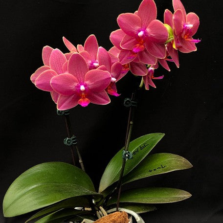 173164258338-Phal.%20OX%20Golden%20Star%20%C3%97%20QM035%20'J9148'%20%E8%8A%B12.jpg