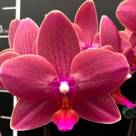 173164258356-Phal.%20OX%20Golden%20Star%20%C3%97%20QM035%20'J9148'%20%E8%8A%B11.jpg