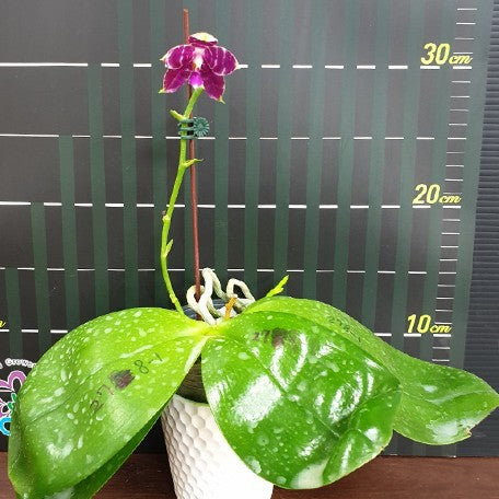173189835561-Phal.%20Lyndon%20Mix%20Zebra%20'278'%20%E8%8A%B14.jpg