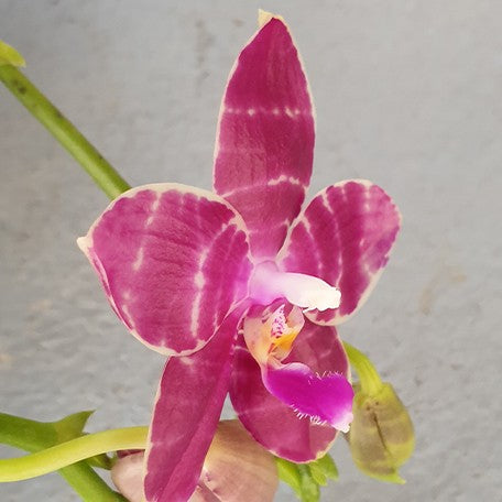 173189835567-Phal.%20Lyndon%20Mix%20Zebra%20'278'%20%E8%8A%B13.jpg