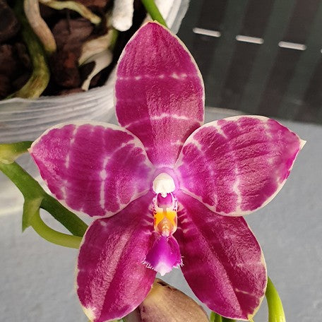 Phalaenopsis Lyndon Mix Zebra '278' 2.5