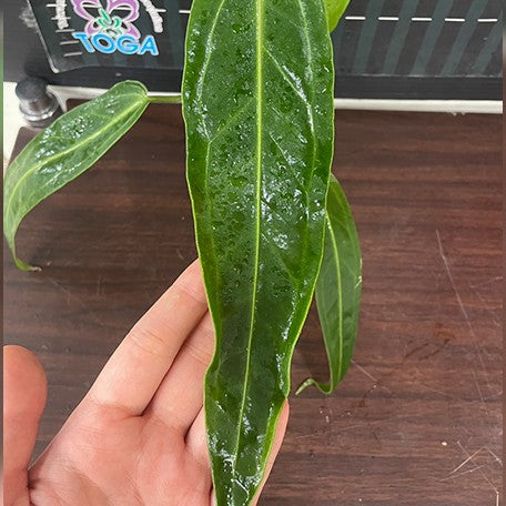 173190704741-Anthurium%20warocqueanum%20%E6%A4%8D%E6%A0%AA2.5''2.jpg