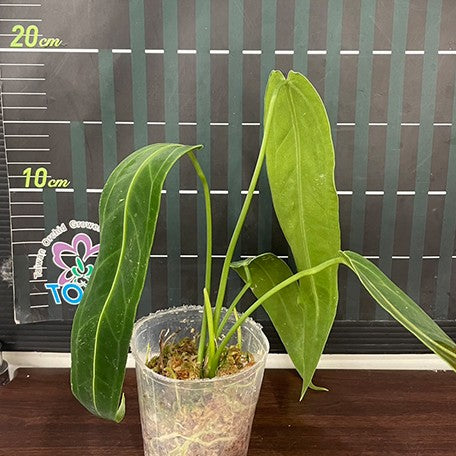 Anthurium warocqueanum 2.5