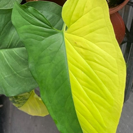 173190780026-Syngonium%20podophyllum%20'Aurea%20Variegata'%20%E8%8A%B12.jpg