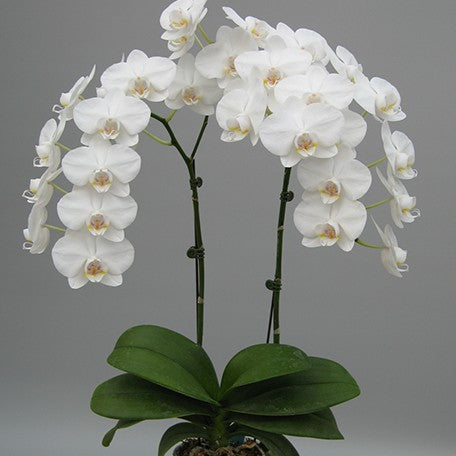 173191660828-Phal.%20Sogo%20Manta%20'F1881'%20%E8%8A%B12.jpg