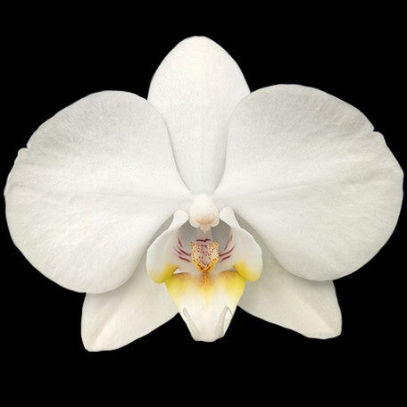 173191660837-Phal.%20Sogo%20Manta%20'F1881'%20%E8%8A%B11.jpg