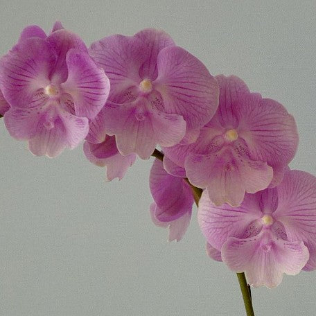 173209539186-Phal.%20Spring%20Sakura%20%E8%8A%B11.jpg