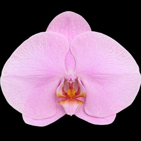 173215500432-Phal.%20Unimax%20Wish%20'Nora%20CL273'%20%E8%8A%B11.jpg