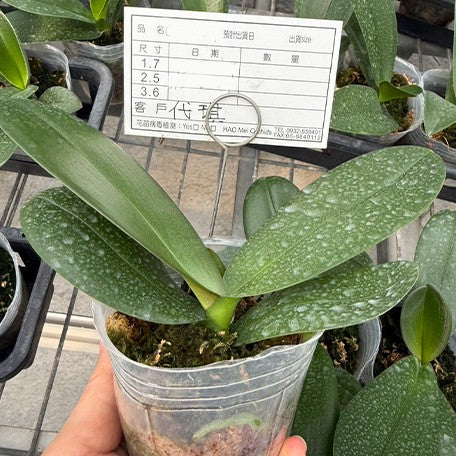173215643738-Phal.%20Miki%20Strip%20Model%20'107'%20%E6%A4%8D%E6%A0%AA2.5''1.jpg