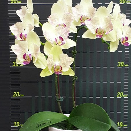 173219146736-Phal.%20Fortune%20Saltzman%20(peloric%20-%202%20eyes)%20%E8%8A%B15.jpg