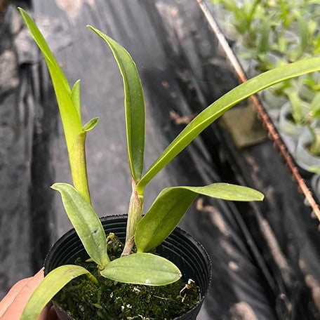 Cattlianthe Magic Bell 'New Trick' HCC/AOS 2.5