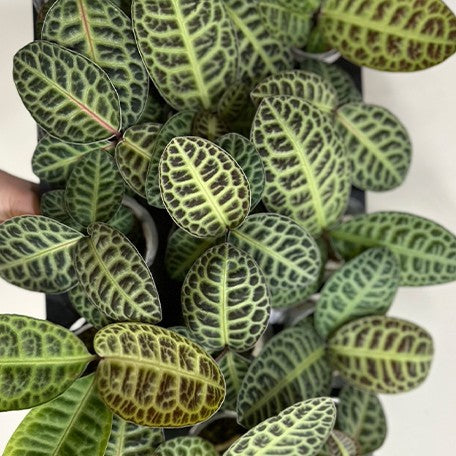 173225568439-Ardisia%20sp.%20Turtle%20Back%20%E6%A4%8D%E6%A0%AA2.5''3.jpg
