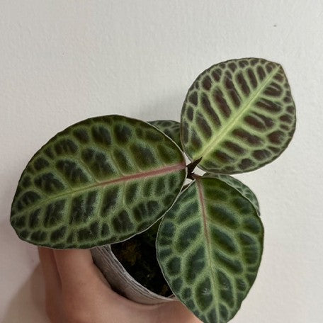 173225568446-Ardisia%20sp.%20Turtle%20Back%20%E6%A4%8D%E6%A0%AA2.5''1.jpg