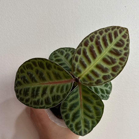 173225568450-Ardisia%20sp.%20Turtle%20Back%20%E6%A4%8D%E6%A0%AA2.5''2.jpg