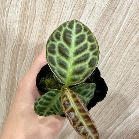 173249863611-Ardisia%20sp.%20Turtle%20Back%20%E8%8A%B12.jpg