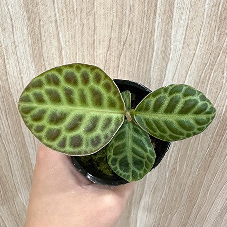 173249863651-Ardisia%20sp.%20Turtle%20Back%20%E8%8A%B11.jpg
