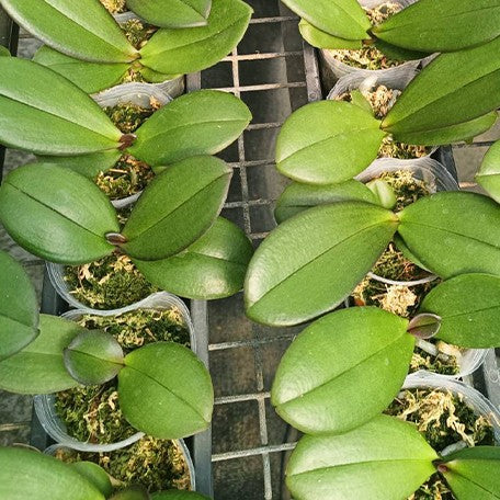 173249930564-Phal.%20DO%20Black%20Lady%20%E6%A4%8D%E6%A0%AA2.5''1.jpg