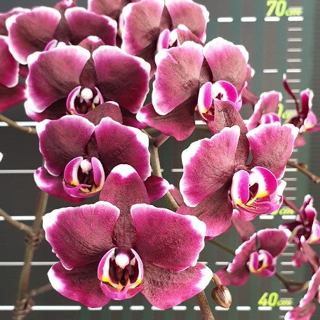 173251554168-Phal.%20Miki%20Kuroshio%20'3091'%20%E8%8A%B12.jpg