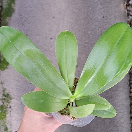 173251678019-Phal.%20Lyndon%20Mix%20Zebra%20'824'%20%E6%A4%8D%E6%A0%AA2.5''1.jpg