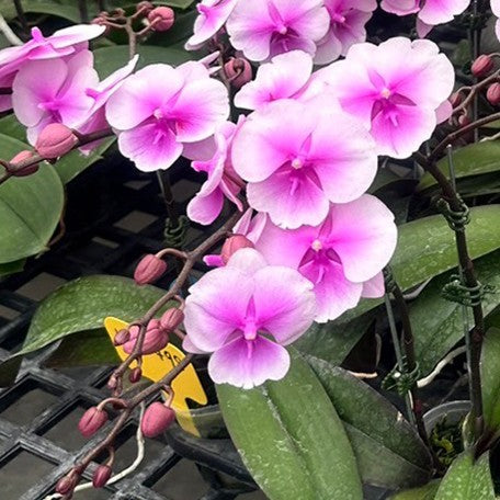 173252914421-Phal.%20Charming%20Oriental%20Beauty%20%C3%97%20Charming%20Chanson%20%E8%8A%B12.jpg