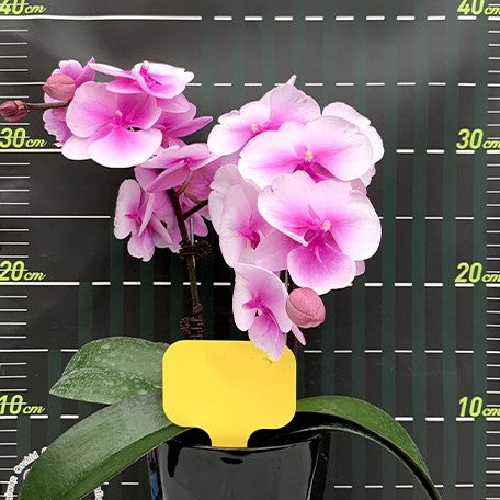 173252914476-Phal.%20Charming%20Oriental%20Beauty%20%C3%97%20Charming%20Chanson%20%E8%8A%B13.jpg