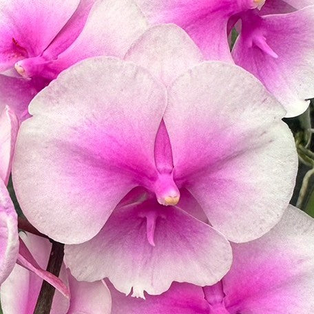 173252914489-Phal.%20Charming%20Oriental%20Beauty%20%C3%97%20Charming%20Chanson%20%E8%8A%B11.jpg
