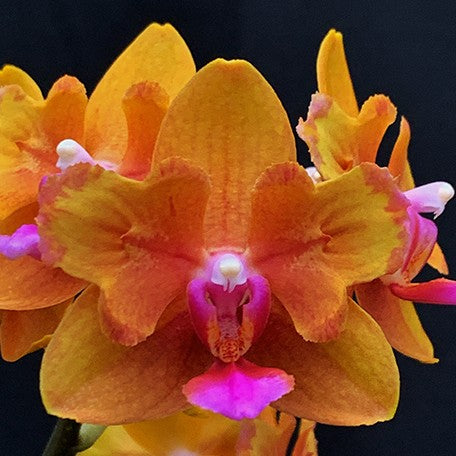 173252949289-Phal.%20Charming%20Little%20Gold%20(peloric)%20%E8%8A%B11.jpg