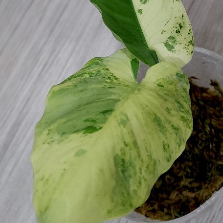 173266915574-Homalomena%20sp%20variegata%20%E8%8A%B12.jpg