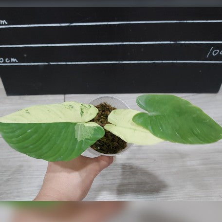 173266918219-Homalomena%20sp%20variegata%20%E6%A4%8D%E6%A0%AA2.5''1.jpg
