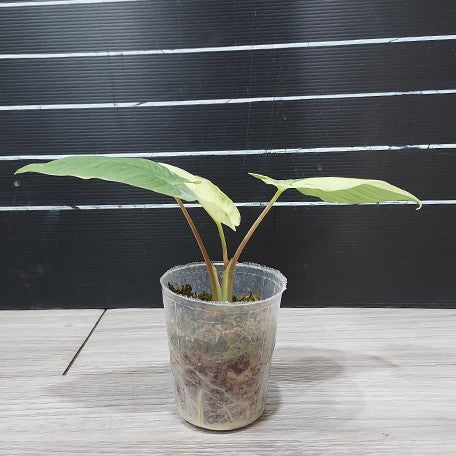 173266918264-Homalomena%20sp%20variegata%20%E6%A4%8D%E6%A0%AA2.5''2.jpg