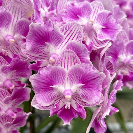 173267739111-Phal.%20(Ching%20Shang%20Stripe%20%C3%97%20Sogo%20Vivien)%20'ES'%20%E8%8A%B12.jpg