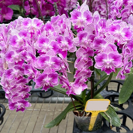 173267739134-Phal.%20(Ching%20Shang%20Stripe%20%C3%97%20Sogo%20Vivien)%20'ES'%20%E8%8A%B13.jpg