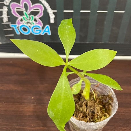 173267764784-Hydnophytum%20moseleyanum%20%E6%A4%8D%E6%A0%AA2.5''2.jpg