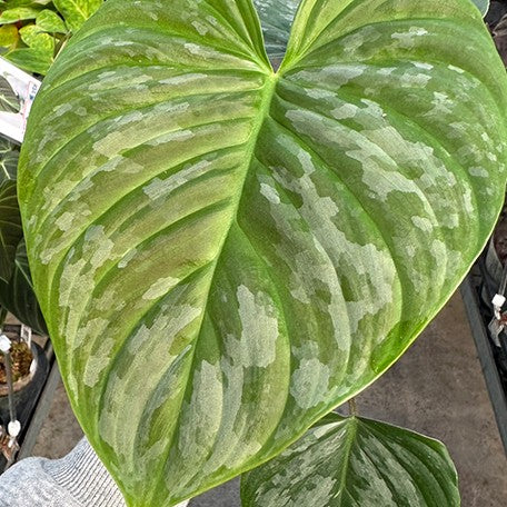 173267792347-Philodendron%20Majestic%20%E8%8A%B12.jpg