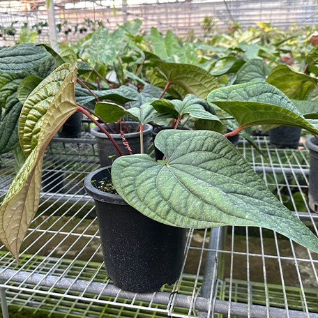 173268381322-Anthurium%20luxurians%20%C3%97%20radicans%20%E8%8A%B15.jpg