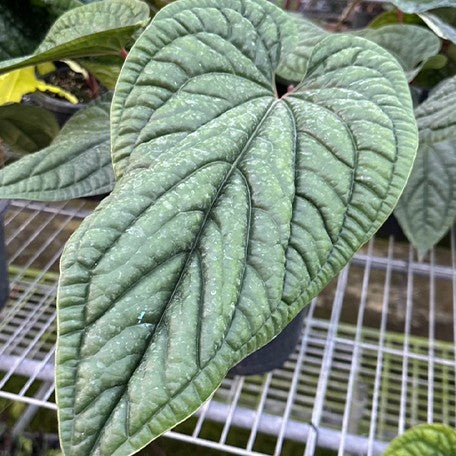 173268381357-Anthurium%20luxurians%20%C3%97%20radicans%20%E8%8A%B14.jpg