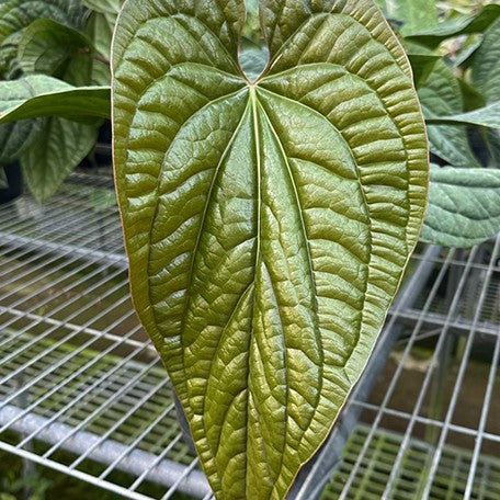173268381371-Anthurium%20luxurians%20%C3%97%20radicans%20%E8%8A%B13.jpg