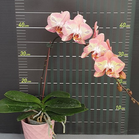 173269168389-Phal.%20Leco%20Fantastic%20'3328'%20%E8%8A%B13.jpg